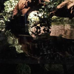 Meet your Posher, Dora